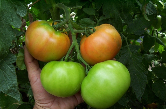Indeterminate Round tomato 850-044 p1